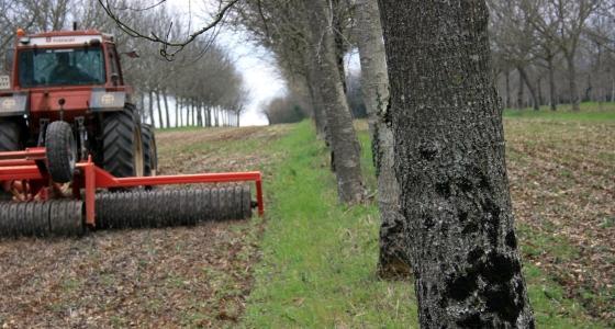 L’introduction de l’arbre dans les parcelles agricoles s’accompagne souvent de la réduction du travail du sol.
