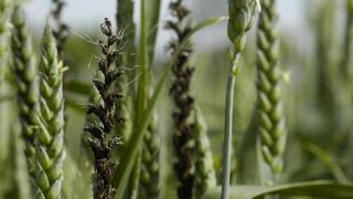 L’amélioration des plantes joue un rôle clé dans la réduction de l’usage des produits phytosanitaires. © P. Crapon/GFA L’amélioration des plantes joue un rôle clé dans la réduction de l’usage des produits phytosanitaires. © P. Crapon/GFA