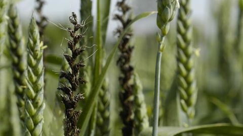 L’amélioration des plantes joue un rôle clé dans la réduction de l’usage des produits phytosanitaires. © P. Crapon/GFA L’amélioration des plantes joue un rôle clé dans la réduction de l’usage des produits phytosanitaires. © P. Crapon/GFA