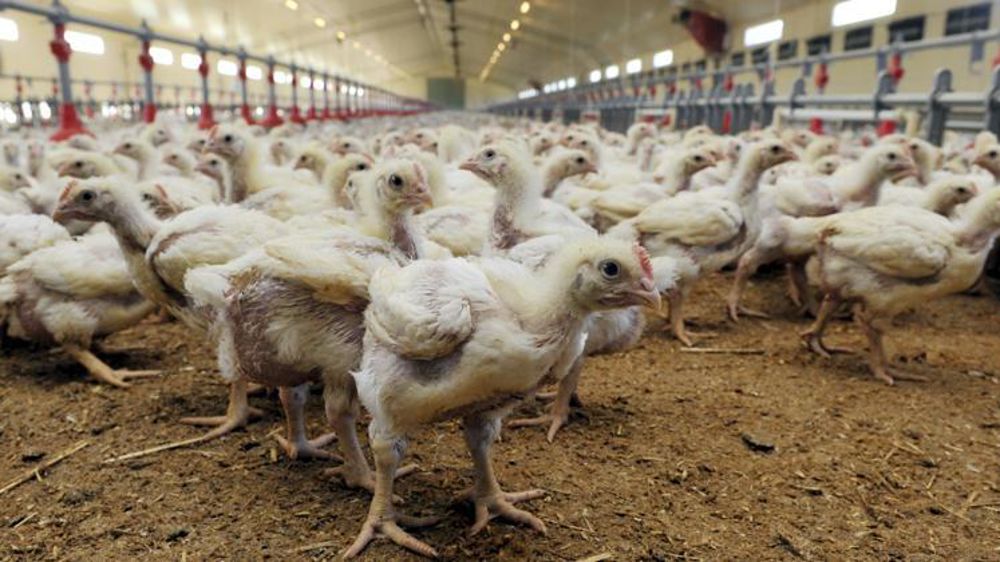 La CFA aviculteurs de France exige une renégociation et une répercussion des hausses du prix de l’aliment pour l’ensemble des filières avicoles. © C. Faimali/GFA