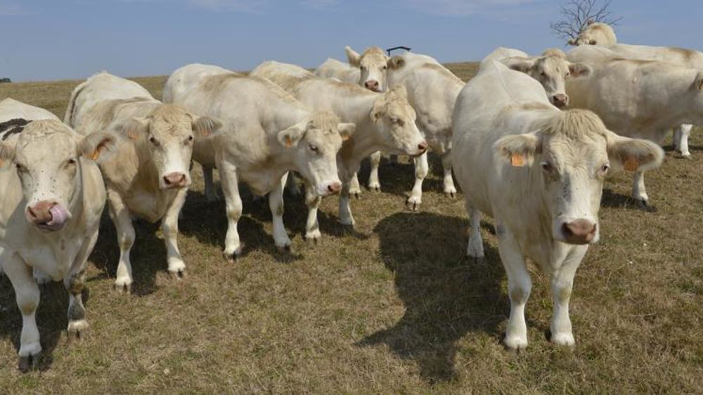 © Cédric Faimali/GFA