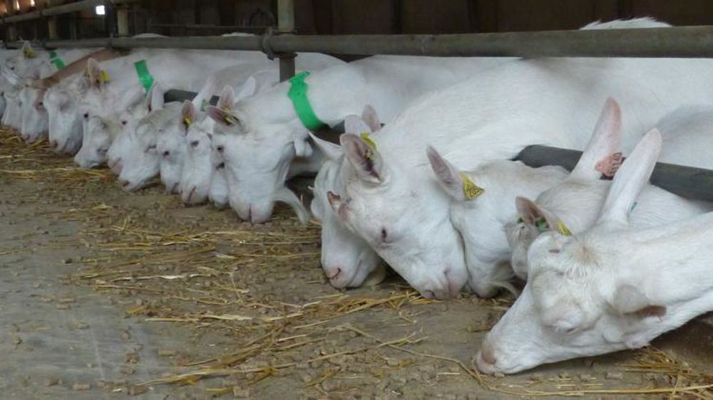 La saanen est la race la plus commune en Nouvelle-Zélande (Photo d’illustration). © H. Chaligne/GFA