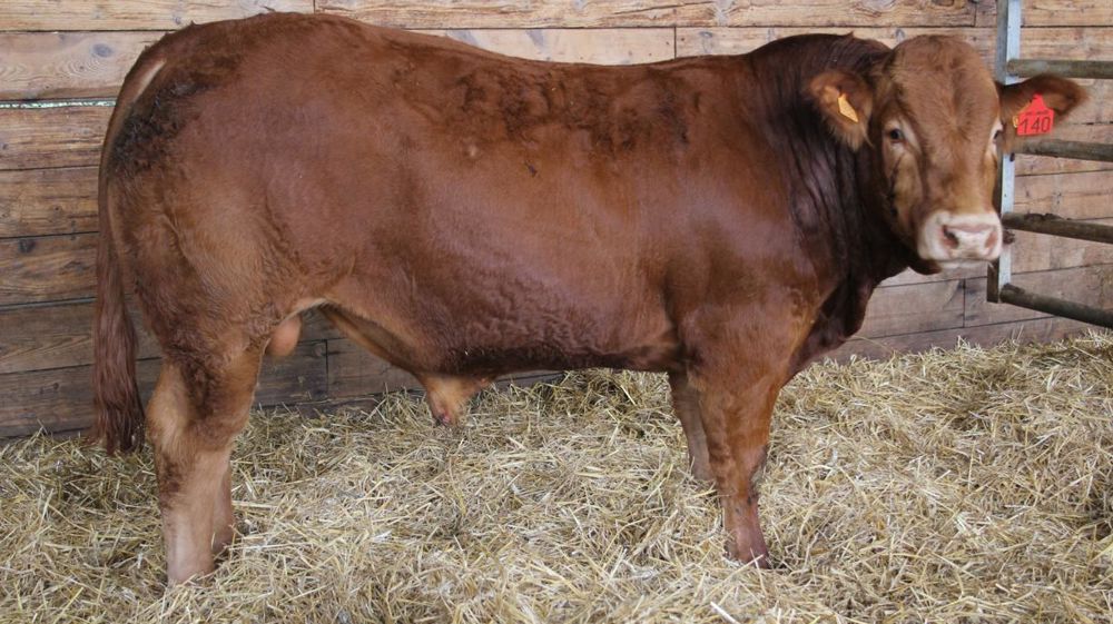 Marvin (RJ), au Gaec de Veline (Meuse), a été vendu 12 100   €. Il prendra la direction de l’Espagne. © France Limousin Sélection