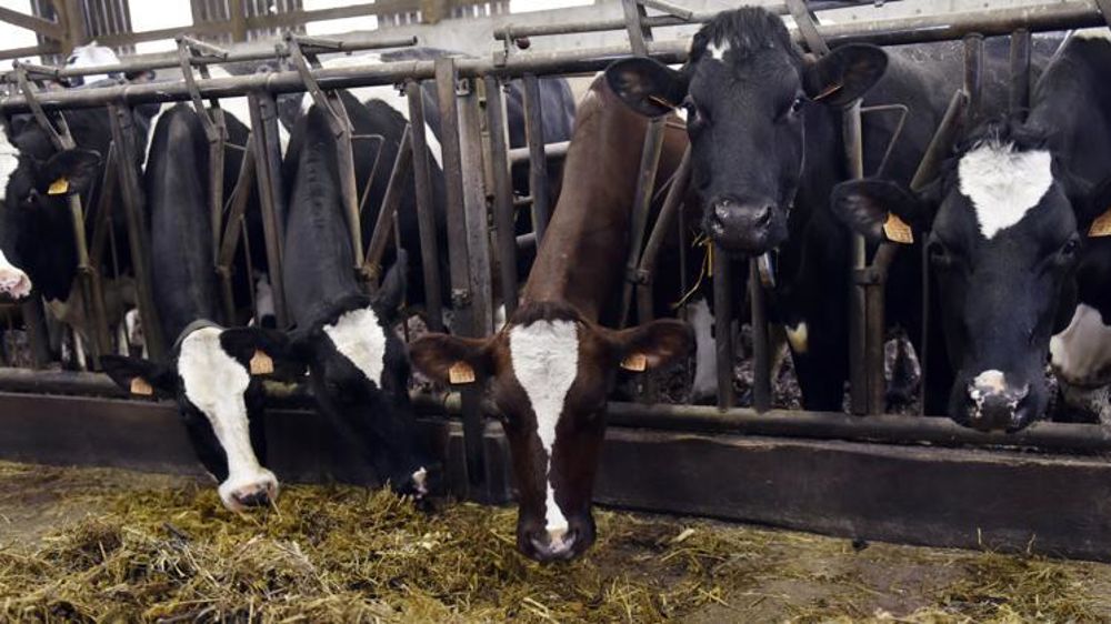 Photo d’illustration. © C. Faimali/GFA