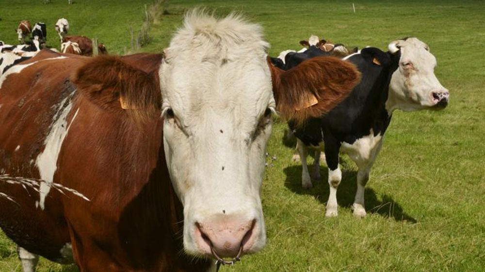 Photo d’illustration. © C. Faimali/GFA