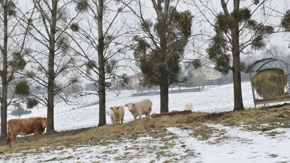 Météo-France prévoit des averses de neige, y compris en plaine, au milieu de la semaine (photo d’illustration). © C. Faimali/GFA
