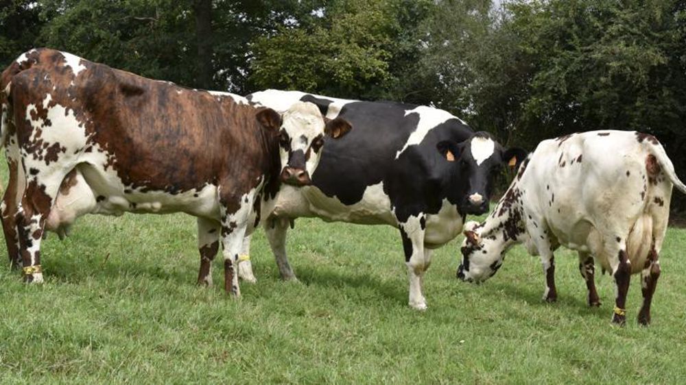 © Cédric Faimali/GFA