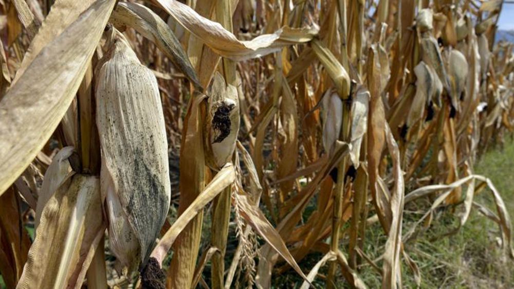 Selon les estimations du ministère de l’Agriculture au 1er septembre 2018, le rendement du maïs chuterait de 12,2 % pour atteindre 88,7 q/ha, contre 101,0 q/ha l’an dernier. © C. Faimali/GFA
