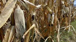 Selon les estimations du ministère de l’Agriculture au 1er septembre 2018, le rendement du maïs chuterait de 12,2 % pour atteindre 88,7 q/ha, contre 101,0 q/ha l’an dernier. © C. Faimali/GFA Selon les estimations du ministère de l’Agriculture au 1er septembre 2018, le rendement du maïs chuterait de 12,2 % pour atteindre 88,7 q/ha, contre 101,0 q/ha l’an dernier. © C. Faimali/GFA