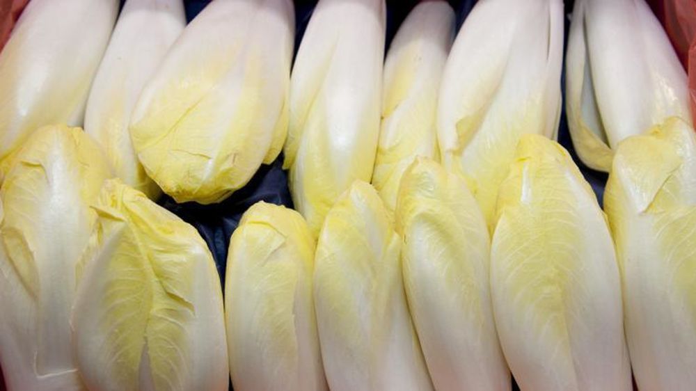 La Cour de cassation vient de casser la décision de la cour d’appel, qui annulait l’amende de 3,6 millions d’euros infligée en 2012 aux endiviers français pour entente sur les prix. © S. Champion