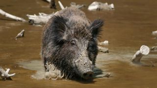 Les autorités belges ont identifié le virus de la peste porcine africaine (PPA) chez deux sangliers morts sur la commune d’Etalle dans le sud du pays, à quelques kilomètres de la frontière avec la France. © Pixabay Les autorités belges ont identifié le virus de la peste porcine africaine (PPA) chez deux sangliers morts sur la commune d’Etalle dans le sud du pays, à quelques kilomètres de la frontière avec la France. © Pixabay