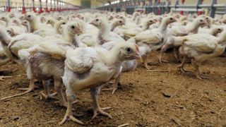 Ces plans de filières doivent répondre à la demande formulée par le président de la République dans le cadre des États-généraux de l’alimentation. © C. Faimali/GFA Ces plans de filières doivent répondre à la demande formulée par le président de la République dans le cadre des États-généraux de l’alimentation. © C. Faimali/GFA