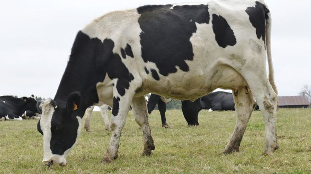 Le pâturage va être rémunéré aux éleveurs par Bel. © C. Faimali/GFA