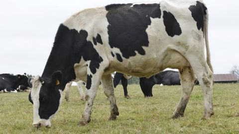 Le pâturage va être rémunéré aux éleveurs par Bel. © C. Faimali/GFA Le pâturage va être rémunéré aux éleveurs par Bel. © C. Faimali/GFA