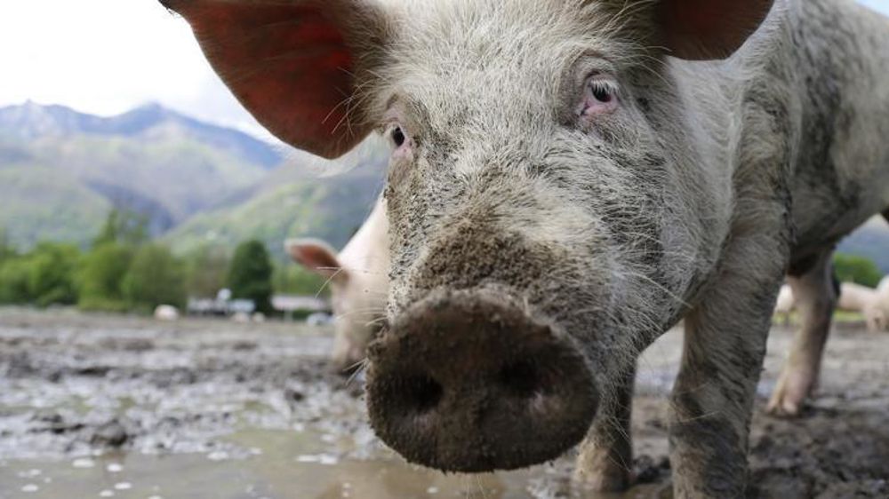 L’expansion brutale de la peste porcine africaine (PPA) en Chine et en Belgique, bouleverse les prévisions d’évolution de la filière porcine au niveau mondial réalisées par la Rabobank. © Pixabay