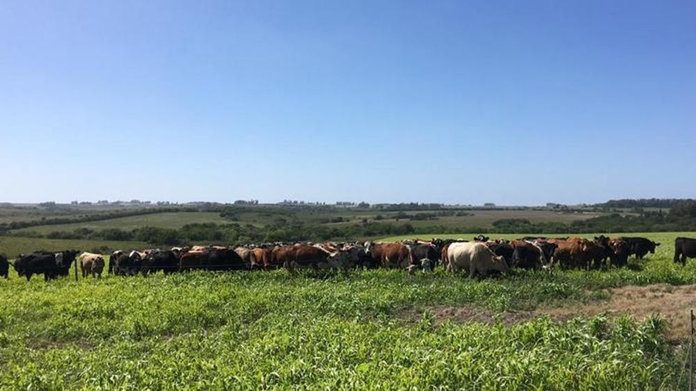 Luis Rodriguez nourrit ses 250 bovins avec ses 300 hectares de prairies dans le sud de l’Uruguay. © DR