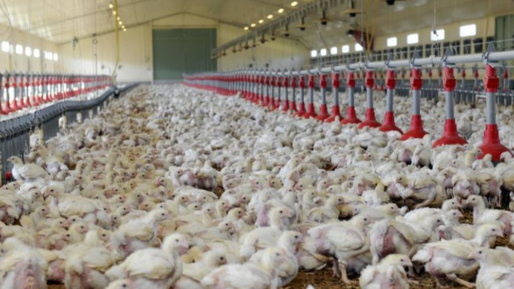 Les abattages de poulets ont reculé de 5 % en volume et de 7 % en têtes en août 2018, selon Agreste. © C. Faimali/GFA