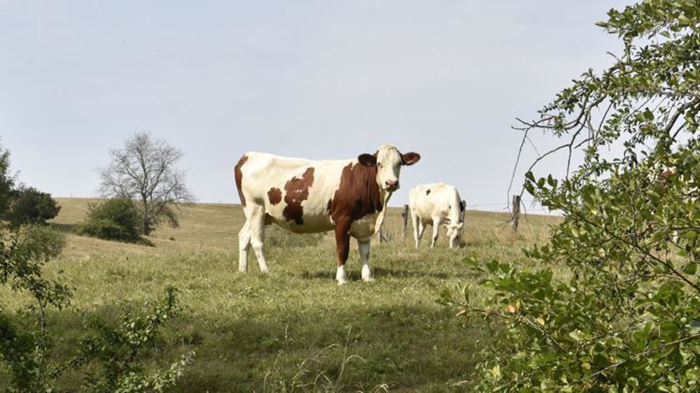 Photo d’illustration. © C. Faimali/GFA