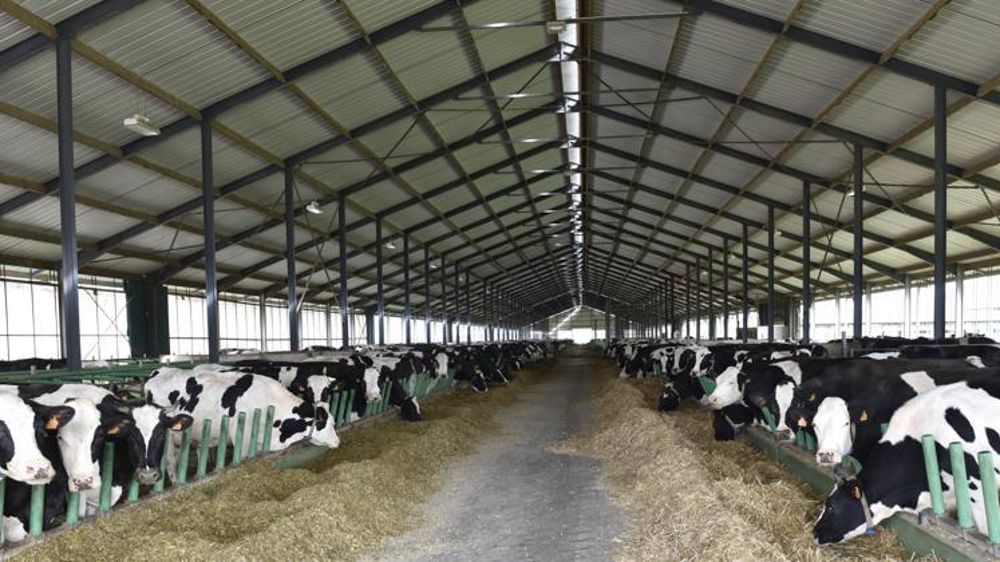 Ferme des 1 000 vaches dans la Somme. © Cédric Faimali/GFA