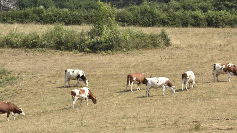 La Bourgogne-Franche-Comté débloque une aide de 10 millions d’euros pour accompagner les agriculteurs de la région touchés par la sécheresse. © C. Faimali/GFA