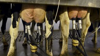 Selon le ministère de l’Agriculture, la collecte laitière française a ralenti en août 2018 pour retrouver son niveau de 2017. © C. Faimali/GFA Selon le ministère de l’Agriculture, la collecte laitière française a ralenti en août 2018 pour retrouver son niveau de 2017. © C. Faimali/GFA