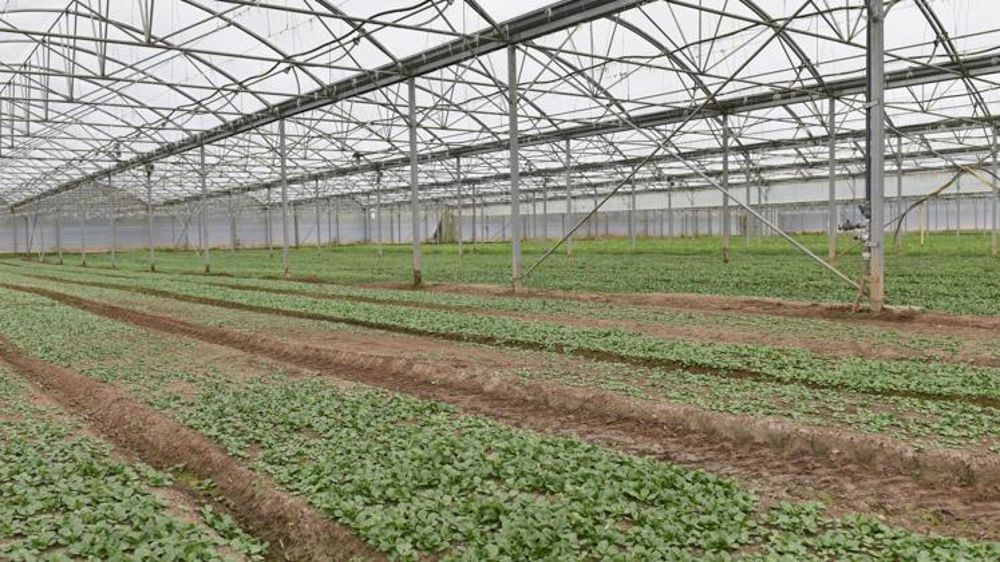 L’Anses réexamine l’ensemble des autorisations de mise sur le marché (AMM) des produits à base de métam-sodium. © C. Faimali/GFA