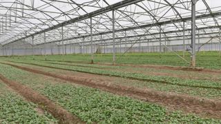 L’Anses réexamine l’ensemble des autorisations de mise sur le marché (AMM) des produits à base de métam-sodium. © C. Faimali/GFA L’Anses réexamine l’ensemble des autorisations de mise sur le marché (AMM) des produits à base de métam-sodium. © C. Faimali/GFA