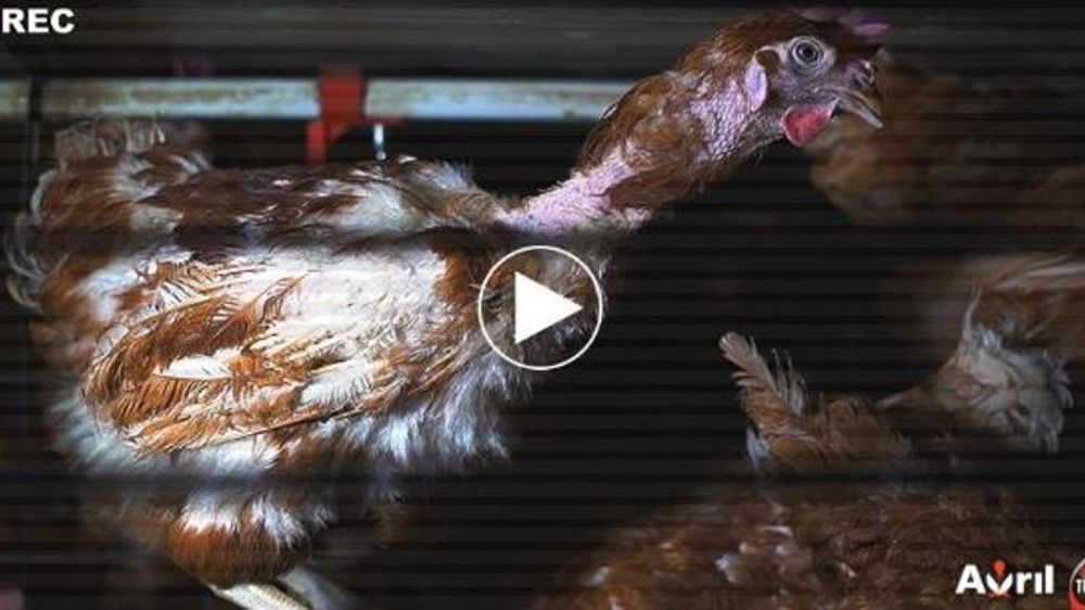 L214 diffuse ce 18 octobre 2018 une vidéo qui aurait été tournée dans un élevage de poules pondeuses à Forges-les-Eaux (Seine-Maritime) et qui travaillerait pour le groupe Avril. © L214/Capture vidéo