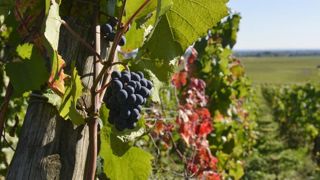 Le ministère de l’Agriculture a révisé à la hausse ses prévisions de récolte à 46,7 millions d’hectolitres de vin en France. © C. Faimali/GFA Le ministère de l’Agriculture a révisé à la hausse ses prévisions de récolte à 46,7 millions d’hectolitres de vin en France. © C. Faimali/GFA