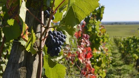 Le ministère de l’Agriculture a révisé à la hausse ses prévisions de récolte à 46,7 millions d’hectolitres de vin en France. © C. Faimali/GFA Le ministère de l’Agriculture a révisé à la hausse ses prévisions de récolte à 46,7 millions d’hectolitres de vin en France. © C. Faimali/GFA