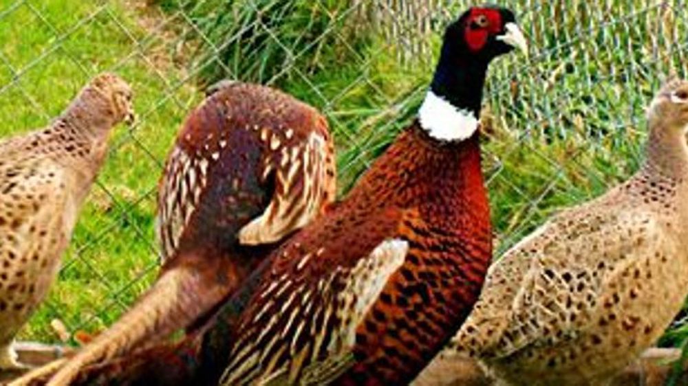 Photo de faisan commun. Gibovendée et Envol de Retz affirment que « depuis l’automne 2015, sous la pression des ligues anti-chasse », Brittany Ferries leur « refuse […] le transport des poussins entre la France et la Grande-Bretagne ». © Envol de Retz