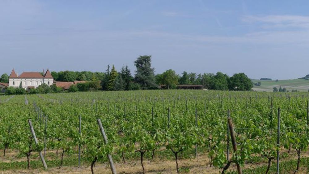 Le Conseil de bassin viticole Charentes Cognac a acté ce jeudi 25 octobre 2018, cette demande de 3 474 hectares supplémentaires. © Wikipédia