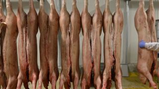 La rentrée marque la reprise des abattages, dont le niveau reste toutefois inférieur à celui de septembre 2017 , particulièrement élevé selon Agreste. © C. Faimali/GFA La rentrée marque la reprise des abattages, dont le niveau reste toutefois inférieur à celui de septembre 2017 , particulièrement élevé selon Agreste. © C. Faimali/GFA