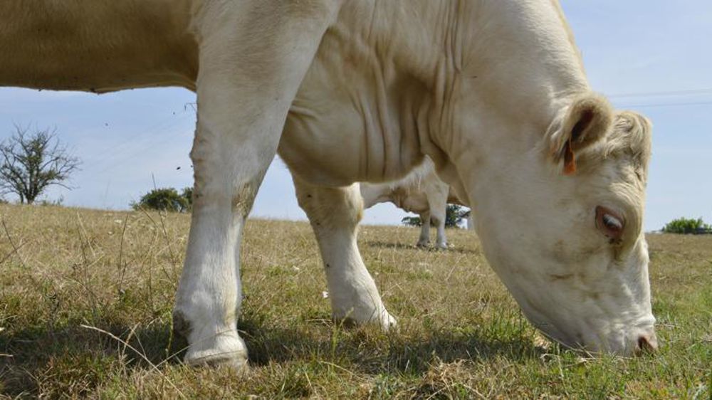 En septembre, les prix des vaches O et R restent inférieurs à leurs niveaux de l’an dernier selon le ministère de l’Agriculture (Agreste). © C. Faimali/GFA