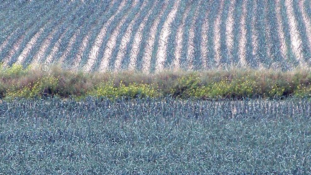Selon le ministère de l’Agriculture, les cultures de poireau ont pâti cet été de la sécheresse, parfois malgré l’irrigation. © Interfel/L. Le Guyader