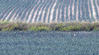 Selon le ministère de l’Agriculture, les cultures de poireau ont pâti cet été de la sécheresse, parfois malgré l’irrigation. © Interfel/L. Le Guyader Selon le ministère de l’Agriculture, les cultures de poireau ont pâti cet été de la sécheresse, parfois malgré l’irrigation. © Interfel/L. Le Guyader