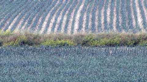 Selon le ministère de l’Agriculture, les cultures de poireau ont pâti cet été de la sécheresse, parfois malgré l’irrigation. © Interfel/L. Le Guyader Selon le ministère de l’Agriculture, les cultures de poireau ont pâti cet été de la sécheresse, parfois malgré l’irrigation. © Interfel/L. Le Guyader