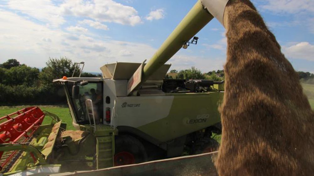 La FAO revoit à la hausse ses prévisions pour la production de blé, d’orge et de maïs. © P. Peeters/GFA