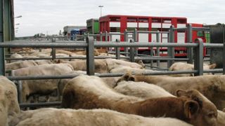 La FFCB prévient ce 2 novembre qu’elle élargit aux broutards son mouvement de grève de la collecte des petits veaux. © E. Roussel/GFA La FFCB prévient ce 2 novembre qu’elle élargit aux broutards son mouvement de grève de la collecte des petits veaux. © E. Roussel/GFA