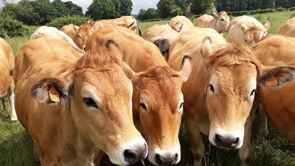 Dans le sud de l’Indre, où l’élevage allaitant est particulièrement développé, la fermeture de l’abattoir est un coup dur pour les éleveurs. © Aude Richard