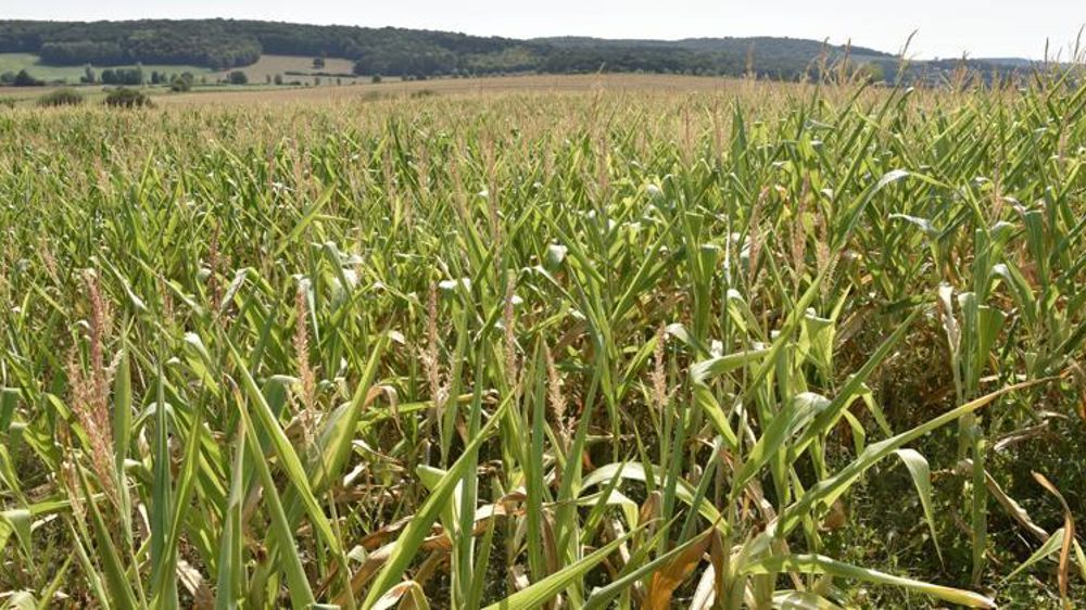Les maïs du nord et de l’est de la France ont particulièrement souffert de la sécheresse estivale.