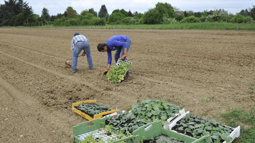 Les sénateurs ont rétabli des exonérations de charges sociales pour les travailleurs occasionnels, demandeurs d’emploi (TODE) à taux plein jusqu’à 1,25 Smic. © Cédric Faimali/GFA
