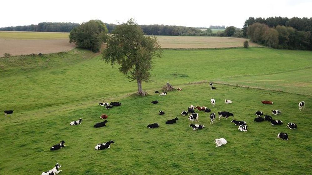 Les agriculteurs de la Normandie ne sont plus soumis au dispositif d’autorisation individuelle de retournement de prairies permanentes. © Cédric Faimali/GFA