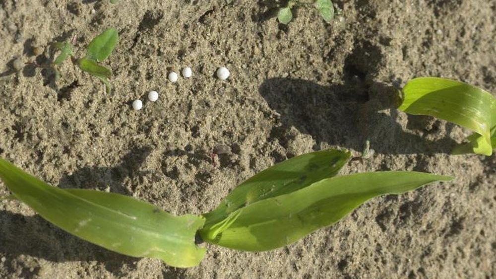 Granulés d’ammonitrate sur culture de maïs. © P. Crapon/GFA