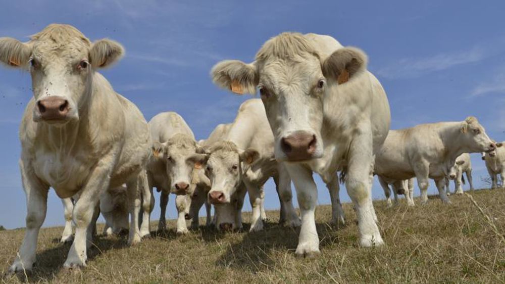 © Cédric Faimali/GFA