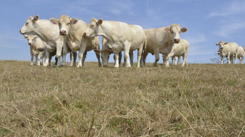 La région Auvergne Rhône-Alpes estime qu’entre 12 000 et 16 000 exploitations régionales sont touchées par des pertes de fourrages. © Cédric Faimali/GFA