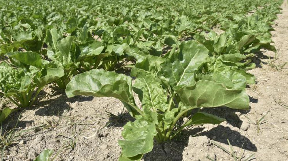 © Cédric Faimali/GFA