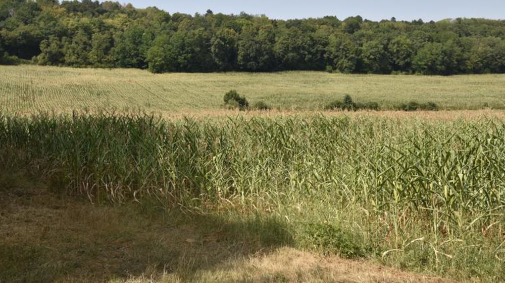 Un champ de maïs touché par la sécheresse en Haute-Saône, en août 2018. © Cédric Faimali/GFA