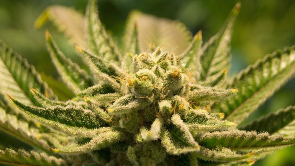 La légalisation du cannabis à usage thérapeutique, adopté par l’Assemblée nationale thaïlandaise, doit maintenant être validée par le roi avant d’entrer en vigueur. © Pixabay