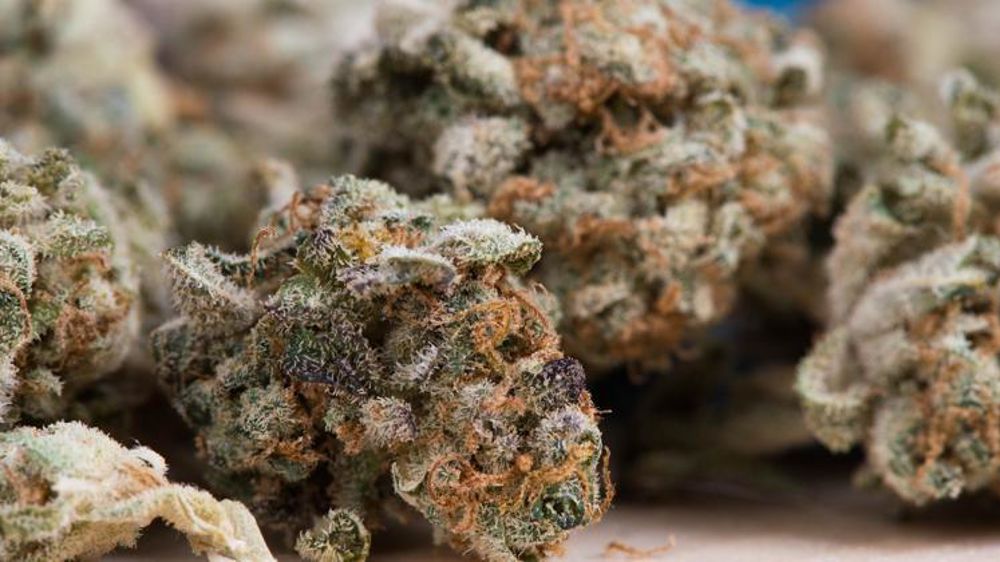 Les députés israéliens ont adopté une loi légalisant l’exportation de cannabis à usage médical. © Pixabay